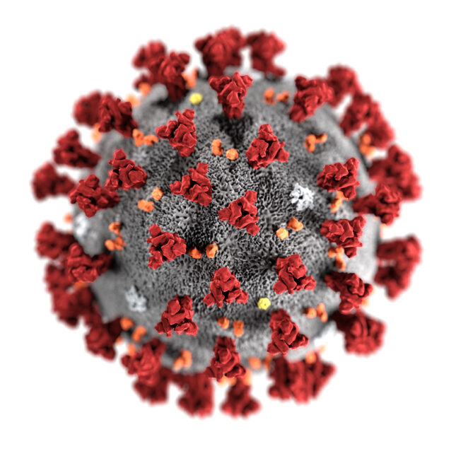 Alys Morgan - Ward Nine: Coronavirus